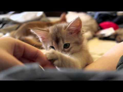 Somali Cats A Complete Guide From The Happy Cat Site Somali Cats A Complete Guide From The Happy Cat Site