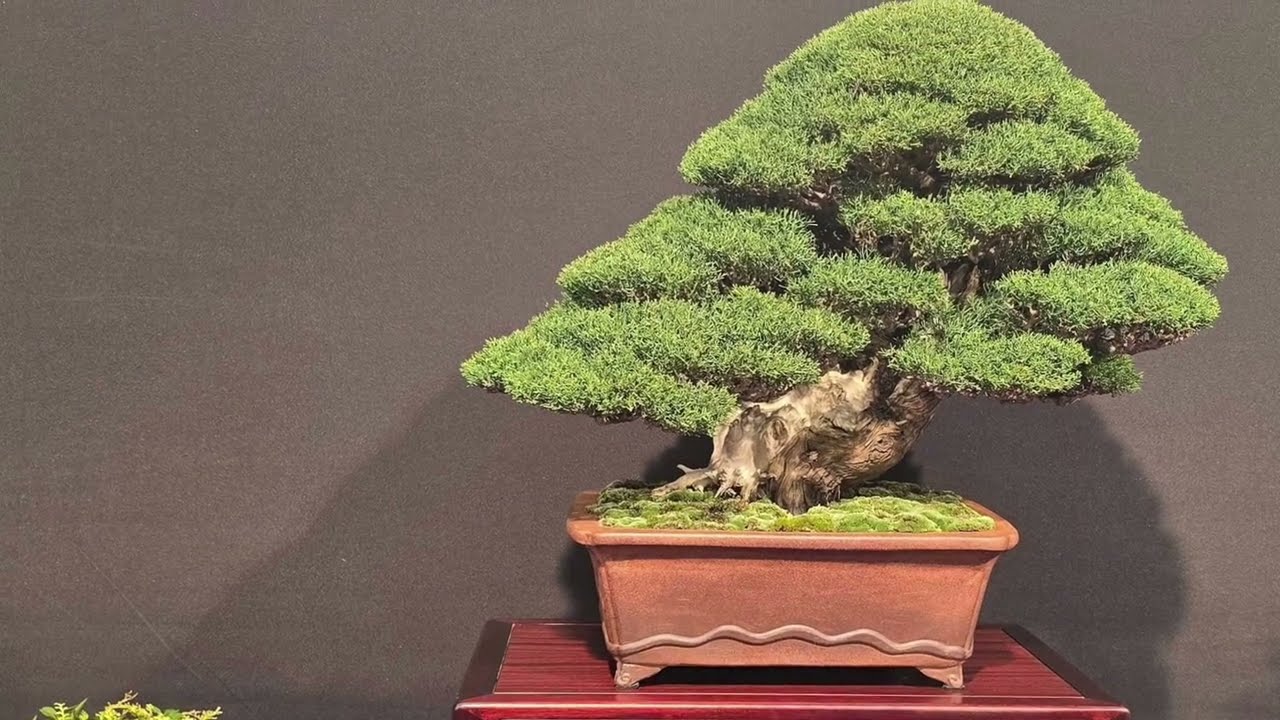 25th The Trophy Bonsai Show, Greatest Exhibition in Europe 🇧🇪