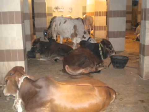 Al-Amna cows 2010