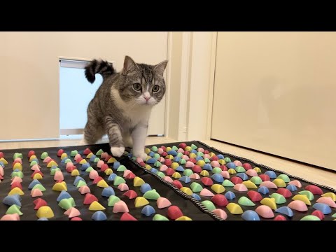 運動音痴の猫が足ツボマットに乗ったらまさかのこうなりましたwww