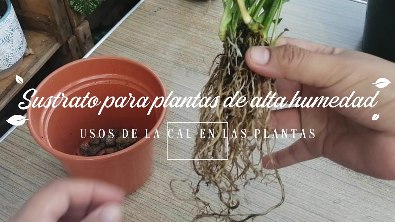 Como Usar La CAL En Nuestras Plantas Y Sustrato Para Plantas De Alta como-usar-la-cal-en-nuestras-plantas-y-sustrato-para-plantas-de-alta