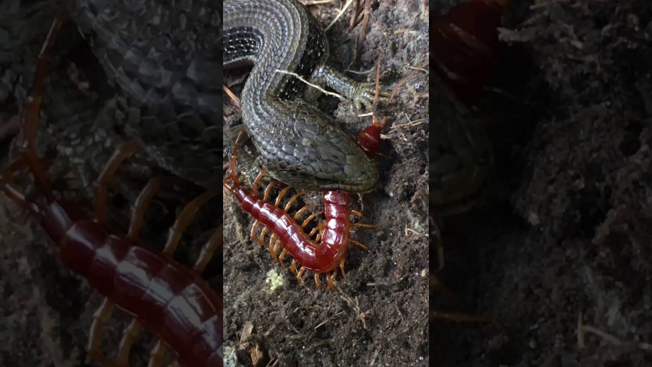 Northern alligator lizard vs centipede YouTube