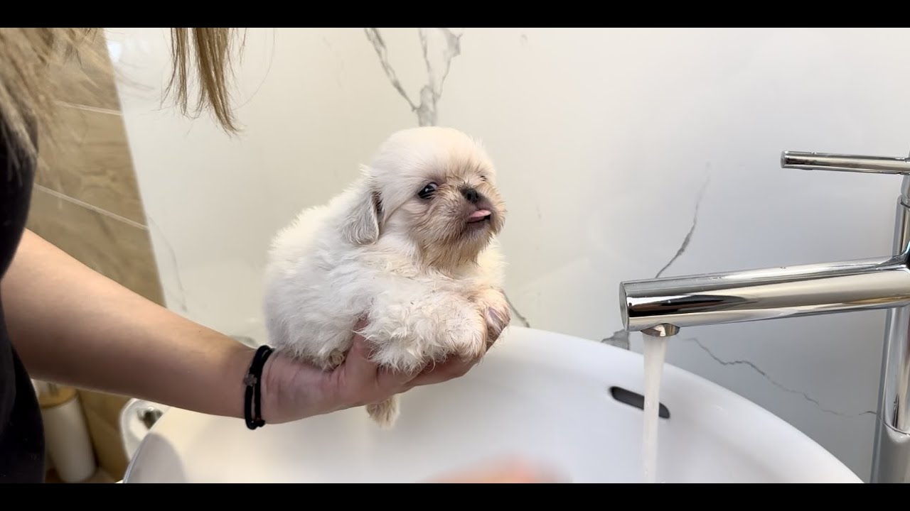 Puppies FIVE weeks after they were  BORN!  (Royal Pekingese)🐶🐶🐶