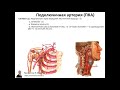 Клиническая и ультразвуковая анатомия брахиоцефальных артерий.  1 ЧАСТЬ