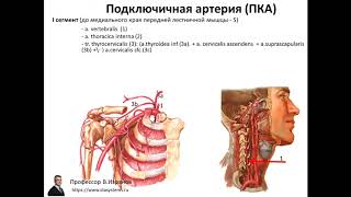 Клиническая и ультразвуковая анатомия брахиоцефальных артерий.  1 ЧАСТЬ