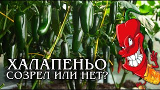 Перец Халапеньо. Как определить зрелость?