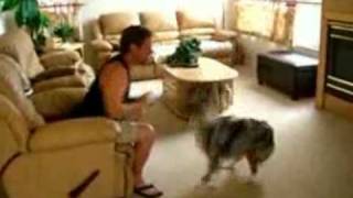 Funnyjunk - Dog Shows Off