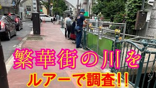 【前橋市馬場川通り】◎繁華街の川をルアーで調査!!　利根川支流馬場川/群馬漁協