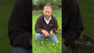 Why isn’t everyone eating these? #wildfooduk #wildfood #dandelions #foraging #foragingcourses