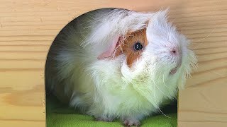 Bolt is a SECRET STAR at L.A. Guinea Pig Rescue!