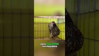 Inseminación Artificial en Gallos  ¡Solución para la Fertilidad!