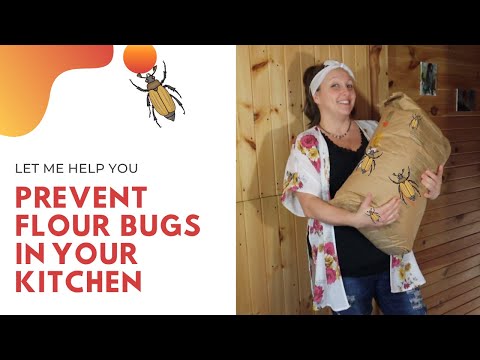 Flour Bugs; What Are They, & How To Prevent Them!