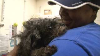 Tiny Dog Rescued from Rock in Potomac River