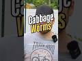 Cabbage Worms Look Innocent… Until This Happens