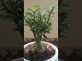 Adenium Bonsai ready to flower. Desert Rose.#bonsai #bonsaitree