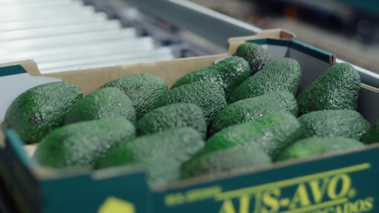 Scalvino Avocado - REEMOON