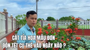 Cắt tỉa hoa Mẫu đơn đón Tết cụ thể vào ngày nào?