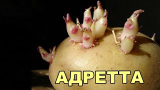 Картофель Адретта Описание Сорта