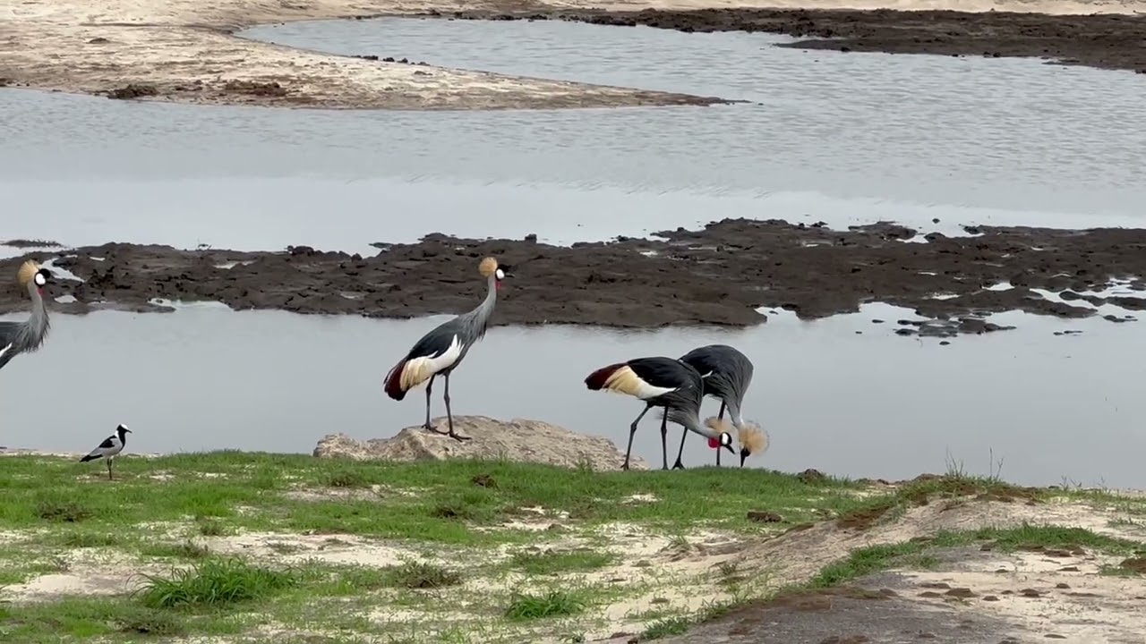 Grey Crowned Cranes and Blacksmith Lapwings at Hwange National Park, Zimbabwe