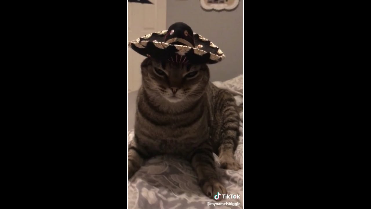 Funny TikTok Compilation #1 