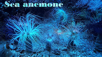 Most beautiful sea anemones in the world | Animal world & B Music