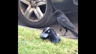 American Crow couple behavior after losing their fledglings