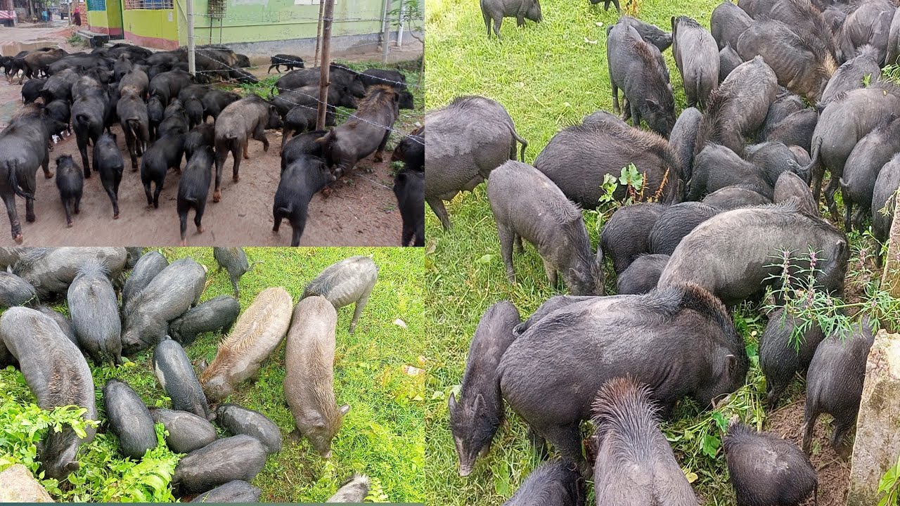 how do pigs eat food full video YouTube