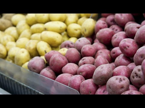 حصاد البطاطس الحمراء بطاطس السعودية صنف ليدي روزيتا harvest red potatoe  #tractor #potatoes - YouTube