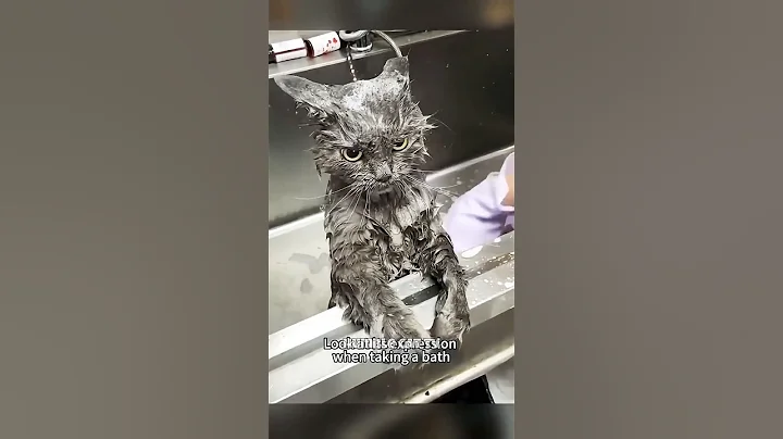 Watch the video about Cats vs Water 🤣🤣 #cat #trending #shorts