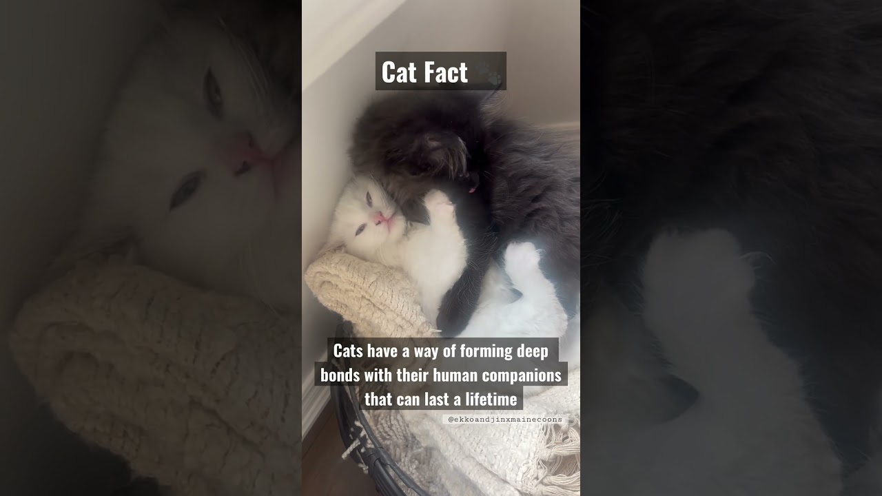 CAT FACT # 1 📖 🔍 