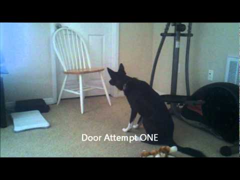 Sir Isaac The Dog Sitter (He Wishes)