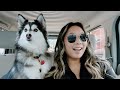 DOG VLOG: how i adopted my pomsky, vet visit + dog spa day!