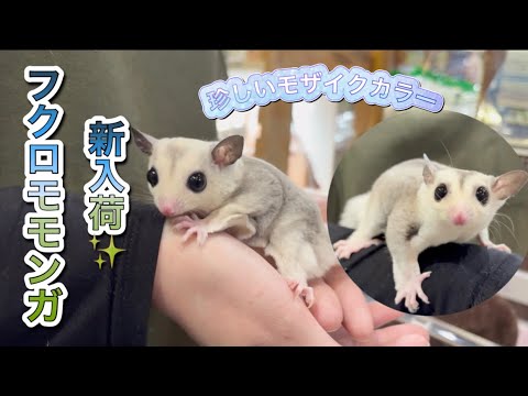 新入荷✨レアカラーのフクロモモンガ‼️(熱帯倶楽部東川口本店)
