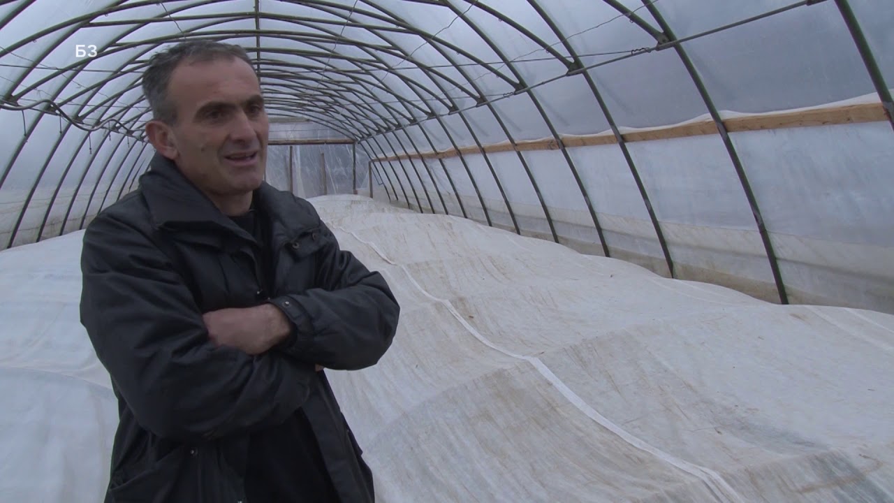 Proizvodnja rasada POVRCA - KOMPROMIS izmedju STRUKE i PRAKSE - evo kako se radi u GAJBICAMA