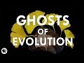Evolutionary Oddities and Anachronisms