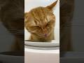 Cat Food ASMR #779 #cat #adorably #kitten #adoreble #cute #cutecat
