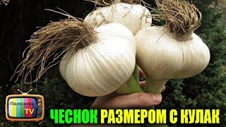 ЧЕСНОК БУДЕТ С КУЛАК ЕСЛИ СЕЙЧАС НЕ УПУСТИТЬ МОМЕНТ И СДЕЛАТЬ ЭТО