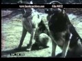 Early dog training 1940s  film 90352