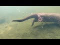Otter catching fish underwater