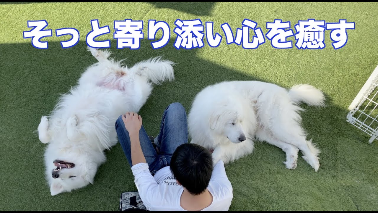 心の洗濯　グレートピレニーズ　優しいお友達
