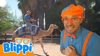 Blippi erkundet einen Zoo!! 🐫 Blippi Deutsch | Abenteuer und Videos für Kinder