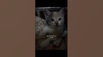 استمع إلى آياتٍ تُلامس الروح وتُريح القلب من تلاوة عطرة بصوتٍ يُشعّ خشوعًا.