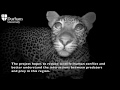 Primate and Predator