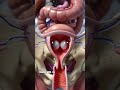 Inside the female body: The Systems that Controls Everything ( 3D Animation)#anatomy#biology#baby