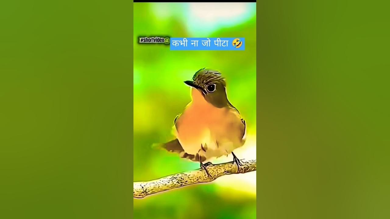 funny-animal-planet-dametucosita-music-musica-dance-bird-funny