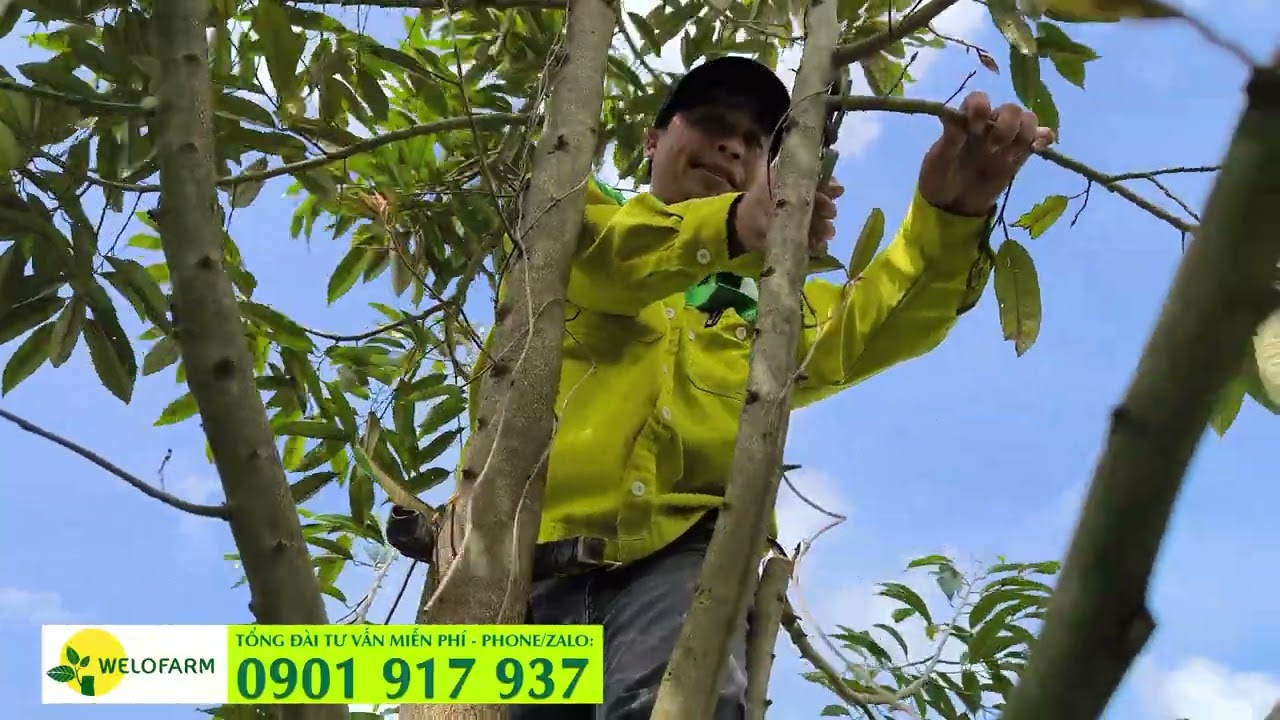 CÁCH TỈA CÀNH TẠO TÁN SẦU RIÊNG - CẮT ĐỌT VÀ TỈA CÀNH MẠNH TAY ĐỂ THÚC CÀNH TO HƠN