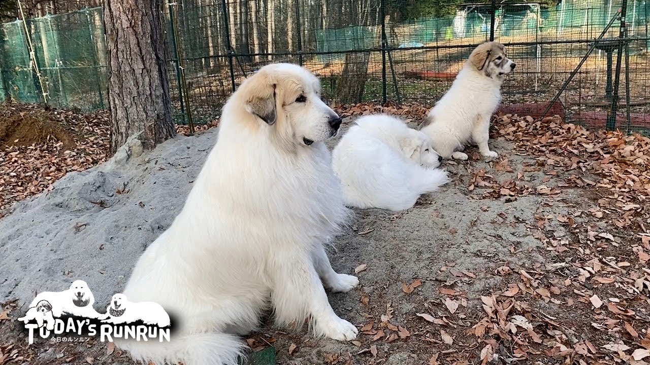ルンルンを両脇で警備するアランとベルです Great Pyrenees グレート