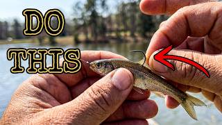 How To HOOK A MINNOW For CRAPPIE Fishing | 4 Ways To CATCH Crappie With A MINNOW #thenextcast