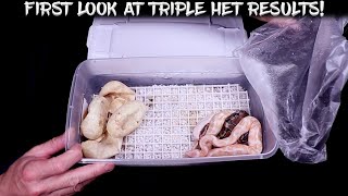 First Look at New Hatchlings from Triple Het x Triple Het Pairing!