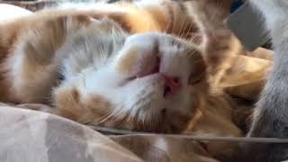 Momma Cat gives dad and son a bath 'Daddy  FuzzButt   Smile and Purrs.